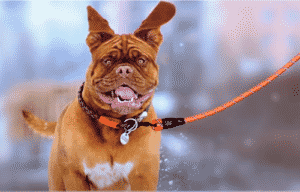 top 10 best dog leashes review ease and retain control